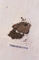 藏品(鱗葉鳳尾苔)的圖片